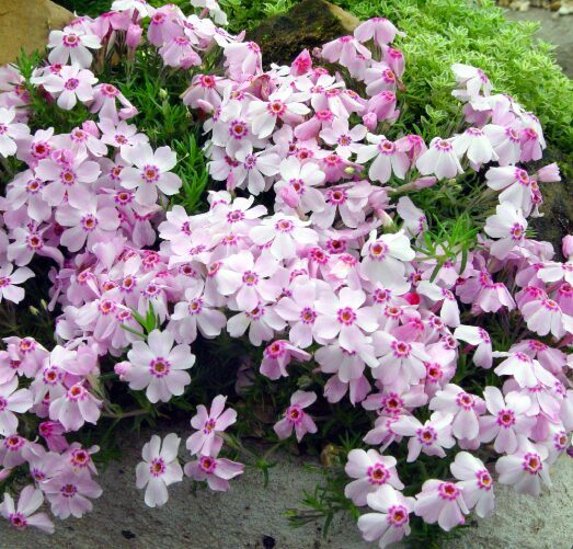 Aslapu floksis 'Amazing Grace'